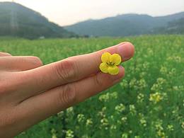 厦门花海
