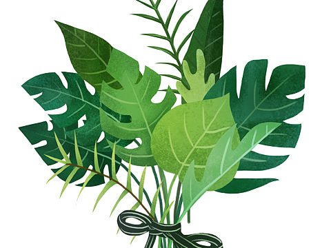绿植插画