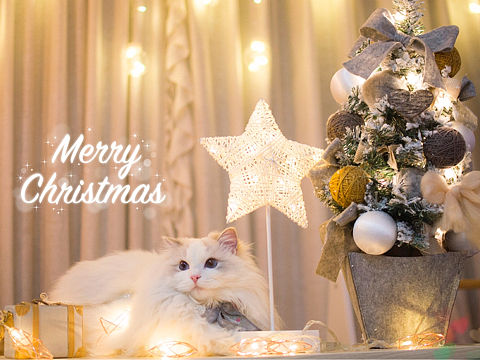 【布偶猫米法】圣诞节快乐!