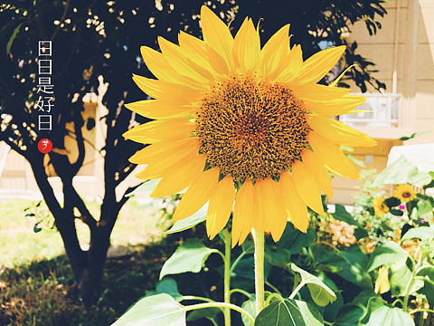 日日是好日（个人主页-ZMzgxMDExNzI=） - 其他平面 - 站酷设计师孟小梦ss原创素材 - 站酷ZCOOL