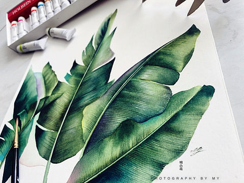 明小花水彩～綠了芭蕉～（個(gè)人主頁(yè)-ZNDgyMDIzMDg=） - 繪畫(huà) - 站酷設(shè)計(jì)師明小花原創(chuàng)素材 - 站酷ZCOOL