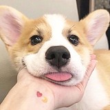 小呆呆11的头像
