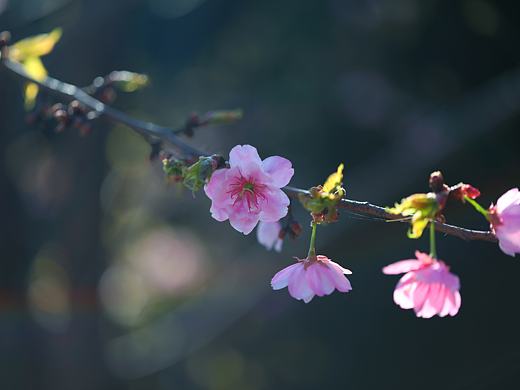 云之南花季（个人主页-ZMjY0NzEwMTY=） - 风光摄影 - 站酷设计师源起原创素材 - 站酷ZCOOL