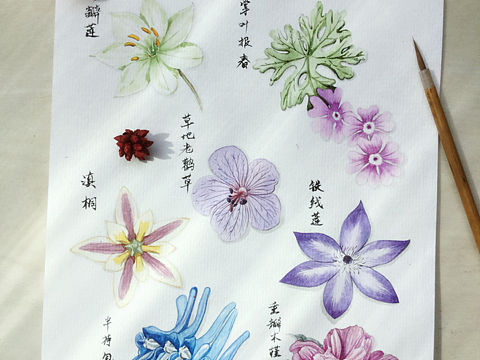 一些名不见经传的小花儿