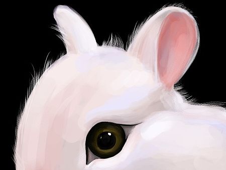 啃玉米的小兔子
