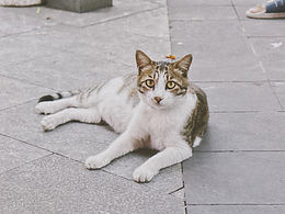 宠物记录辑：第一辑《是可爱的小猫咪呀》