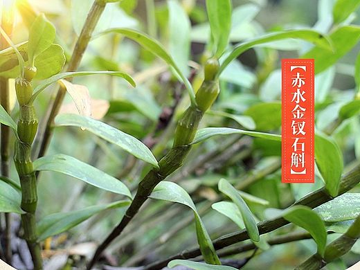 天猫淘宝土特产详情 食品详情 金钗石斛鲜条详情