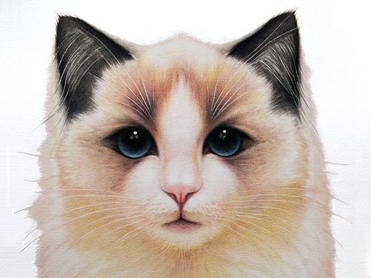 鸩山——布偶猫&lt;涟漪&gt;