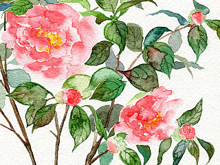 水彩插画——山茶花