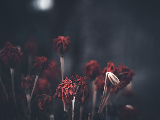 秋（个人主页-ZMzA4OTM3MDA=） - 产品摄影 - 站酷设计师dalehall原创素材 - 站酷ZCOOL