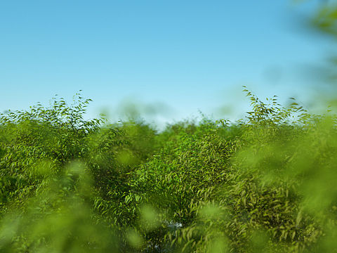 森林草地练习