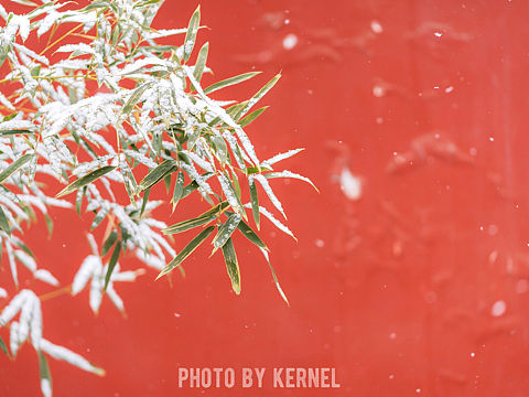 北京初雪游故宫