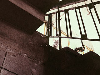 跟踪猫妈找她的猫仔......无果