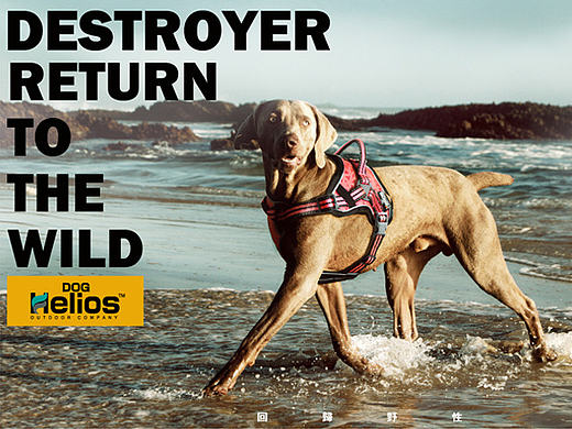 狗户外胸背（个人主页-ZMTYzNzgyOTY=） - 电商 - 站酷设计师ARCHY1996原创素材 - 站酷ZCOOL