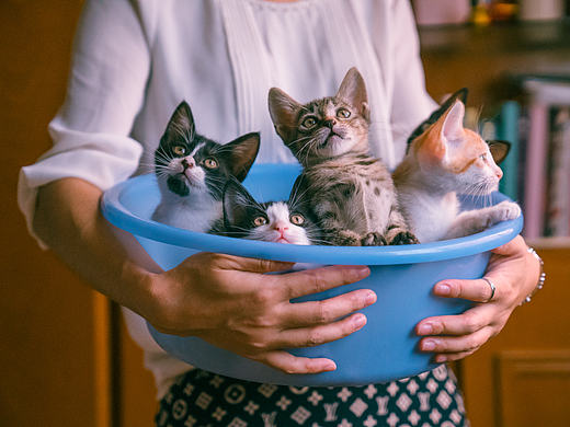 朋友家收养的奶猫们毕业啦