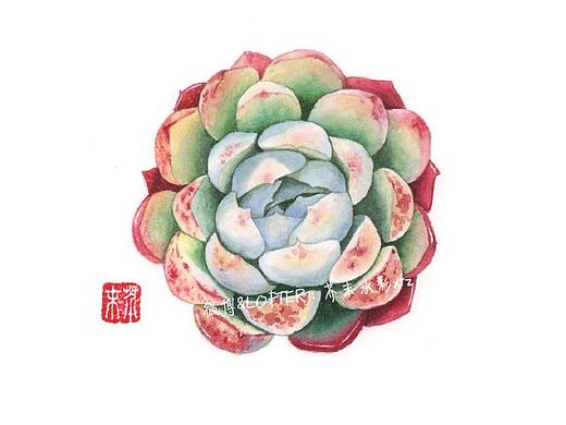 水彩多肉——貝瑞（個(gè)人主頁-ZMzQ4OTcyNjA=） - 繪畫 - 站酷設(shè)計(jì)師芥末xrz原創(chuàng)素材 - 站酷ZCOOL