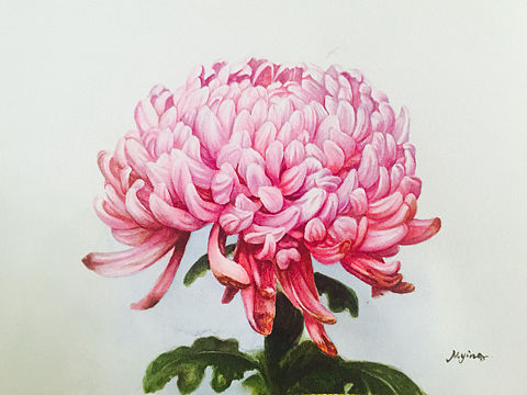 水彩 花卉 原创作品 粉色菊花