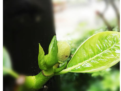 手机摄影—羊城建筑与春