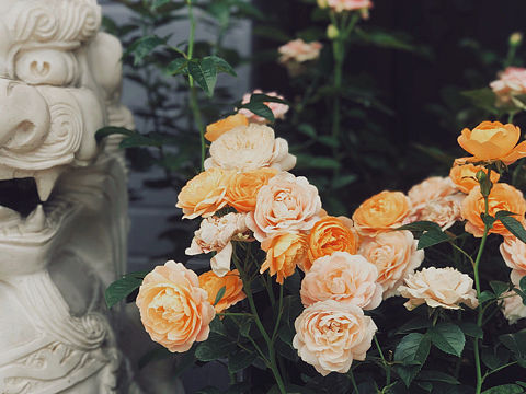 花（個(gè)人主頁-ZNTMzNzEwNDQ=） - 風(fēng)光攝影 - 站酷設(shè)計(jì)師爻爻堯杳原創(chuàng)素材 - 站酷ZCOOL