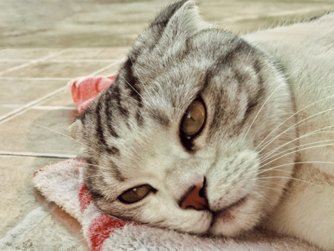 猫咪微表情