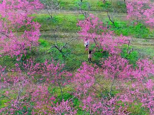 【航拍】合肥版《三生三世》凉凉MV，四海八荒共赏十里桃花！