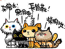 我的猫咪生活