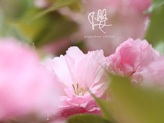 櫻花四月（個(gè)人主頁(yè)-ZNzYwOTc1Mg==） - 風(fēng)光攝影 - 站酷設(shè)計(jì)師慶慶卿卿229原創(chuàng)素材 - 站酷ZCOOL