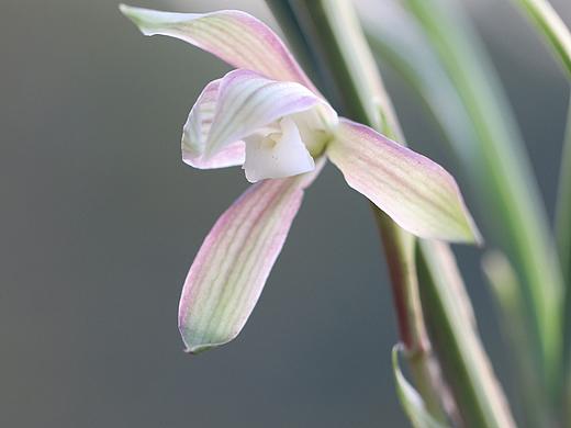 春兰—新品彩素