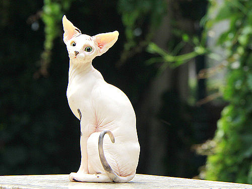 史芬克斯猫--涂装达成