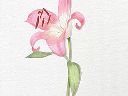 Procreate插画-以花开始 以华结束