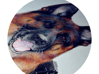 <SAABAT VON AURELIUS>GERMANSHEPHERD DOG HEAD SHOT 