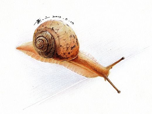 纸上彩铅-《绘虫虫》小节