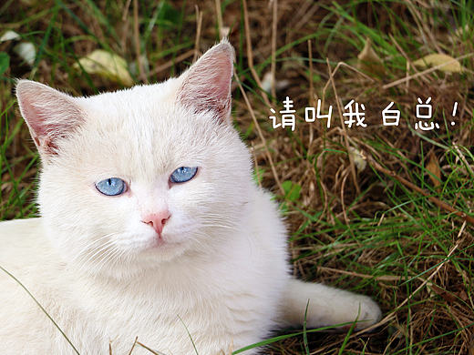 白总写真 - 第二季