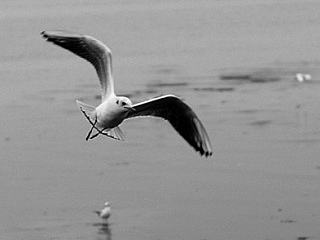 用理光50mm/1.8手动头拍《鸥》