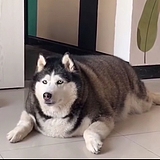 美术饿狼的头像