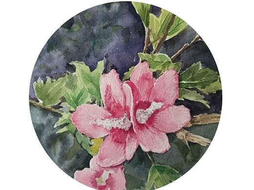水彩花卉—木槿