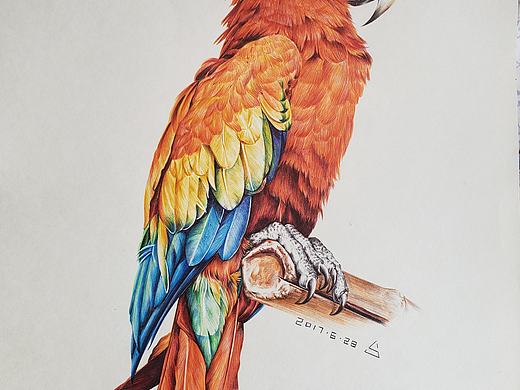 【圆珠笔画】炫彩金刚大鹦鹉