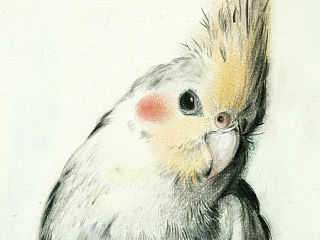 鹦鹉