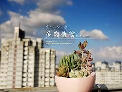 多肉植物组合