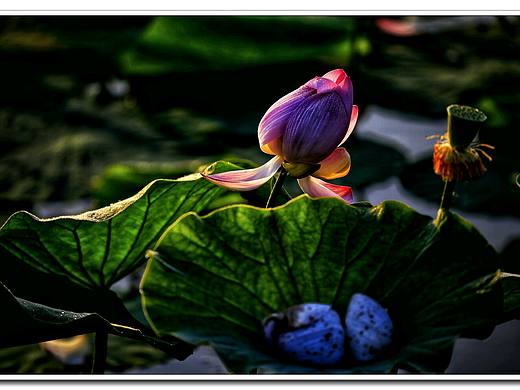 荷（個(gè)人主頁(yè)-ZMjk4MTIxOTY=） - 風(fēng)光攝影 - 站酷設(shè)計(jì)師郜甫揚(yáng)原創(chuàng)素材 - 站酷ZCOOL