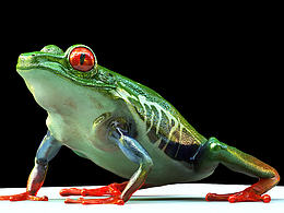 紅眼樹蛙