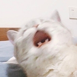 星行行行的头像