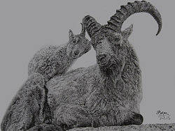 Patro-趙奇?zhèn)c繪鋼筆畫《北山羊物語》教程詳解（個人主頁-ZMzExNjAxNg==） - 繪畫 - 站酷設(shè)計師趙奇?zhèn)ピ瓌?chuàng)素材 - 站酷ZCOOL