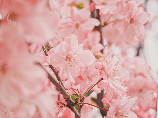 送你满屏小红花〈樱花〉