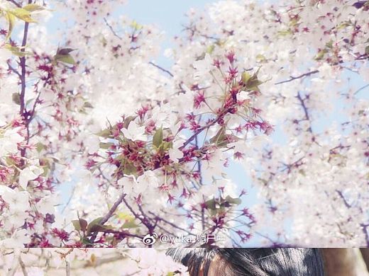 樱花JK少女