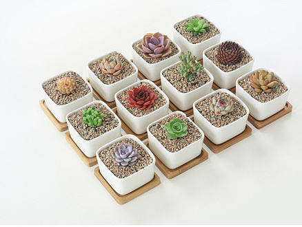 天猫多肉详情页面设计