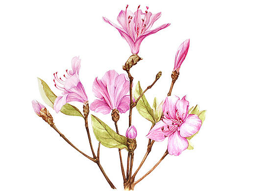 杜鹃花系列——华丽杜鹃
