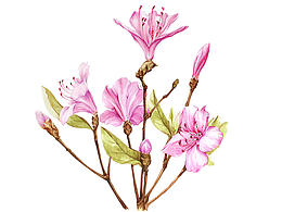花