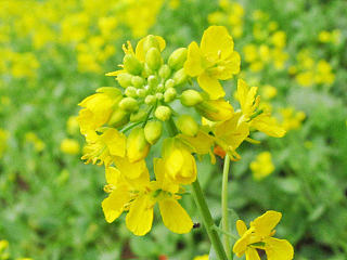 油菜花开