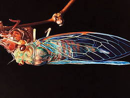 【圆珠笔手绘】青蝉